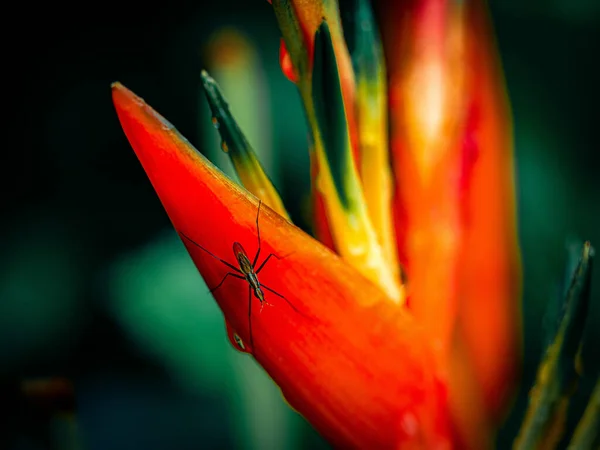 Tahitian Tiare Beautiful Tropical Garden — Stock Photo, Image