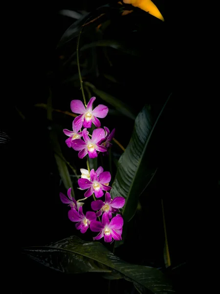 Tahiti Vergisi Güzel Bir Tropikal Bahçede — Stok fotoğraf