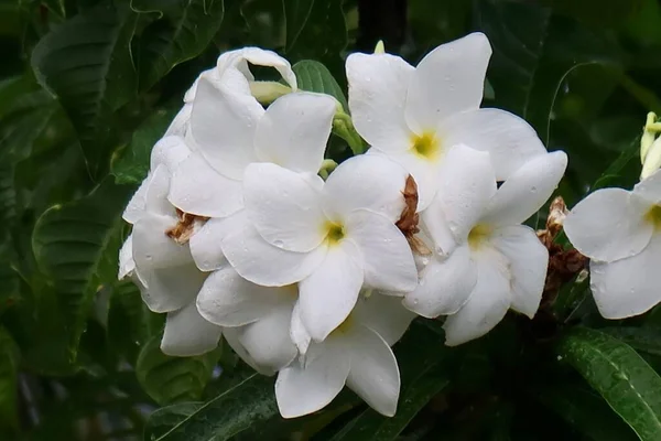 Tiare Tahitiano Hermoso Jardín Tropical — Foto de Stock