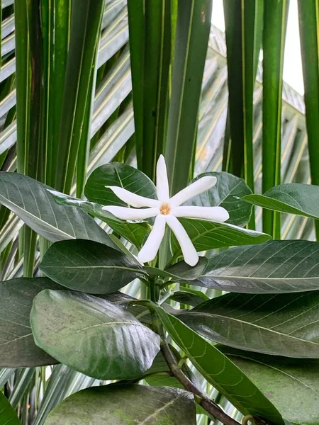 Tiare Tahiti Dans Jardin Tropical — 图库照片