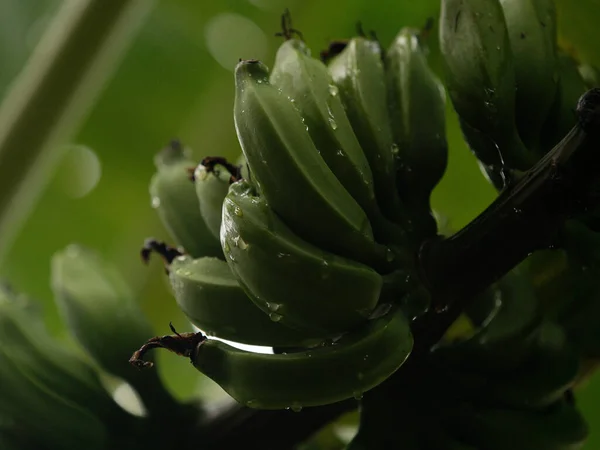 Rgime Bananes Dans Jardin Tropical — Stok Foto