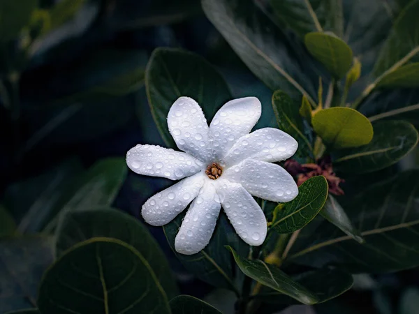 Tiare Tahiti Avec Contos Sous Pluie — Fotografia de Stock