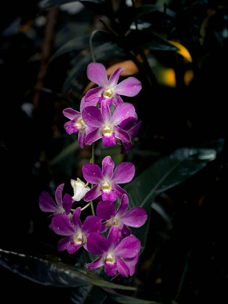 Branche Dorchides Violettes Dans Jardin Tropical — 스톡 사진