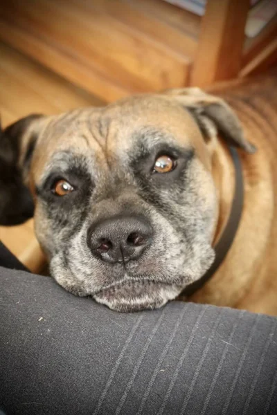 Cão Grande Preto Marrom Tranquilo — Fotografia de Stock