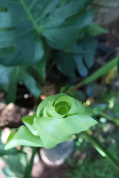 Leaves Flowers Tropical Garden French Polynesia — Stock Photo, Image