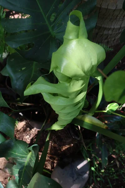 Feuilles Fleurs Dans Jardin Tropical Polynésie Française — Photo