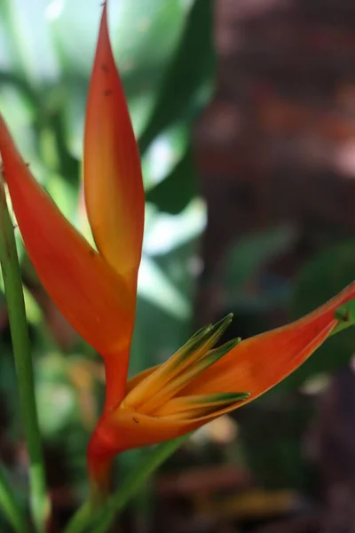 法属波利尼西亚花园中美丽的热带花朵 — 图库照片