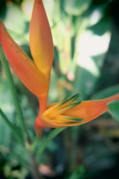 Πορτοκαλί Τροπικό Λουλούδι Έναν Κήπο Από Γαλλική Πολυνησία — Φωτογραφία Αρχείου