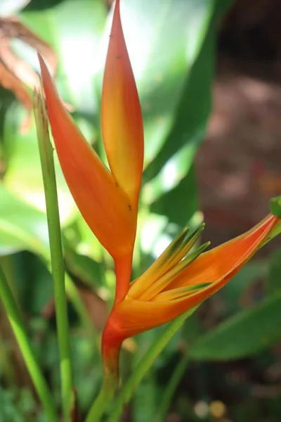 Πορτοκαλί Τροπικό Λουλούδι Έναν Κήπο Από Γαλλική Πολυνησία — Φωτογραφία Αρχείου