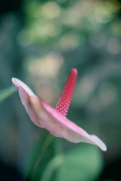 Fransız Polinezyası 'ndan tropikal bir bahçede güzel pembe bir anthurium. 