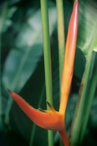 Fleur Tropicale Orange Dans Jardin Polynésie Française — Photo