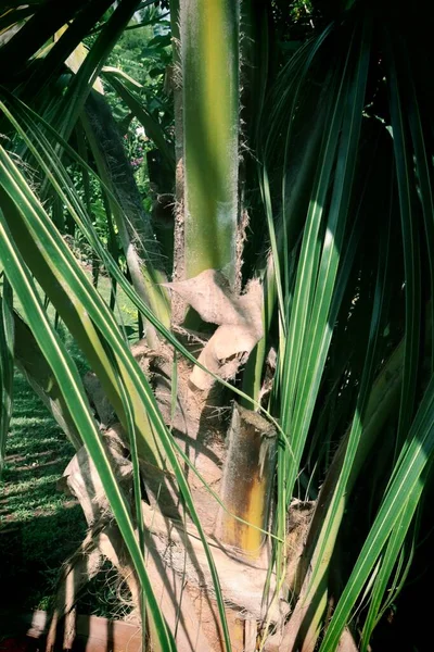 Листья Цветов Тропическом Саду Французской Полинезии — стоковое фото