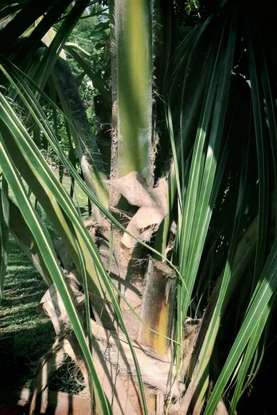 Feuilles Fleurs Dans Jardin Tropical Polynésie Française — Photo