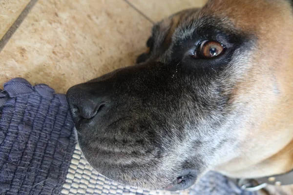 Grande Cão Cabeça Preto Marrom — Fotografia de Stock