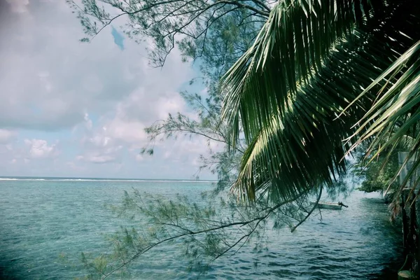 Bella Laguna Blu Con Palma Sulla Spiaggia Dalla Polinesia Francese — Foto Stock