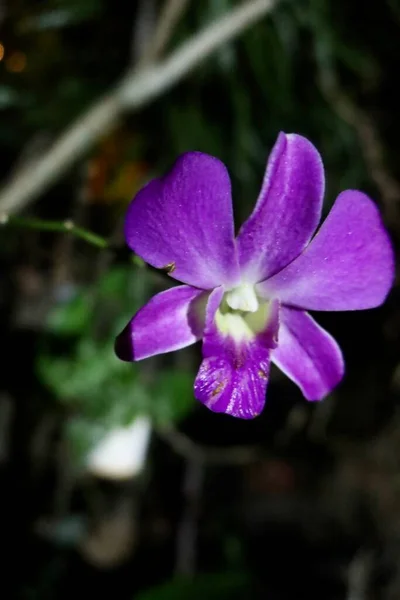 Krásné Fialové Orchideje Tropické Zahradě — Stock fotografie