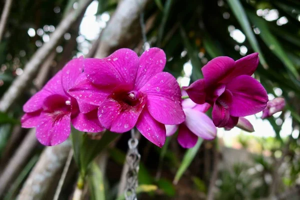 Orquídeas Roxas Jardim Taitiano — Fotografia de Stock