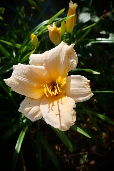 Gelbe Blume Einem Schönen Garten — Stockfoto