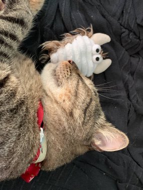 Küçük tatlı kedi Gri ve siyah