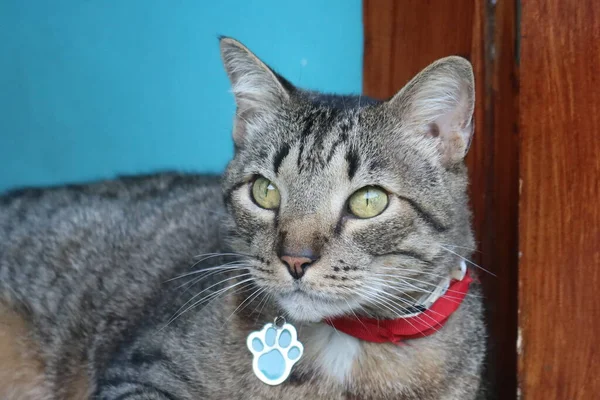 Yeşil gözlü, güzel, gri bir kedi.