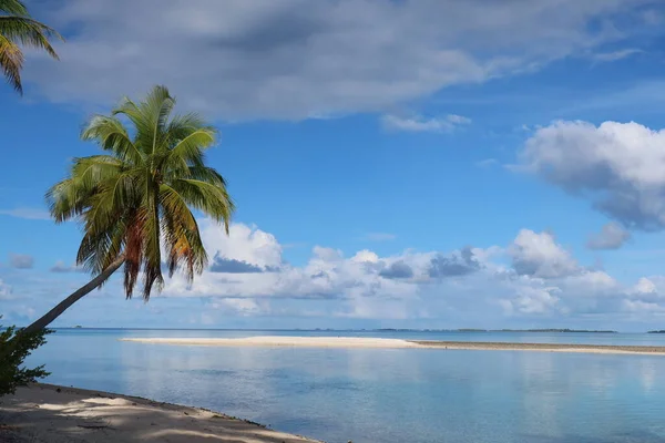 Όμορφη Τροπική Παραλία Φοίνικες Και Γαλάζιο Ουρανό — Φωτογραφία Αρχείου