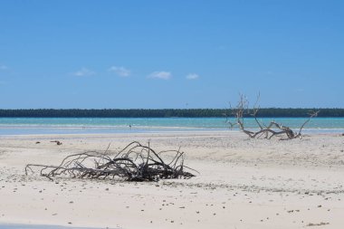 Deniz kenarındaki güzel sahil, Tahiti Tetiaroa