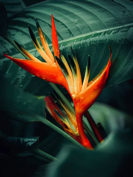 Close Beautiful Lily Floweri Tahitian Garden — Stock Photo, Image