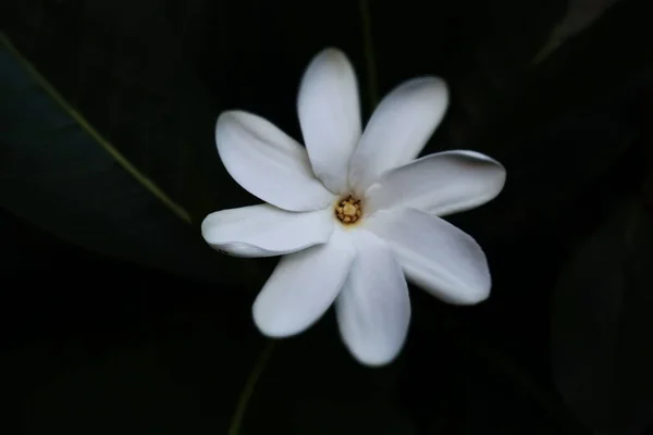 Güzel bir botanik fotoğrafı, tiare Tahiti doğal duvar kağıdı.