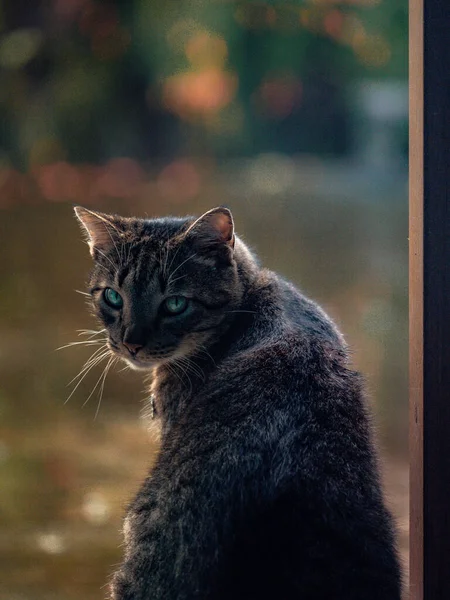 Portrait Beau Chat Dans Jardin Tahitien — Photo