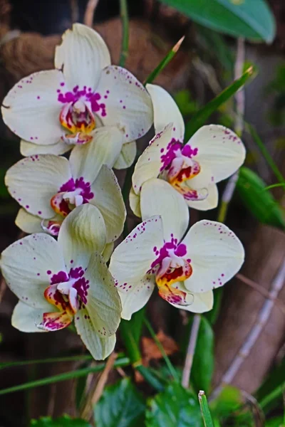 Hermosa Orquídea Flores Jardín Tahití — Foto de Stock