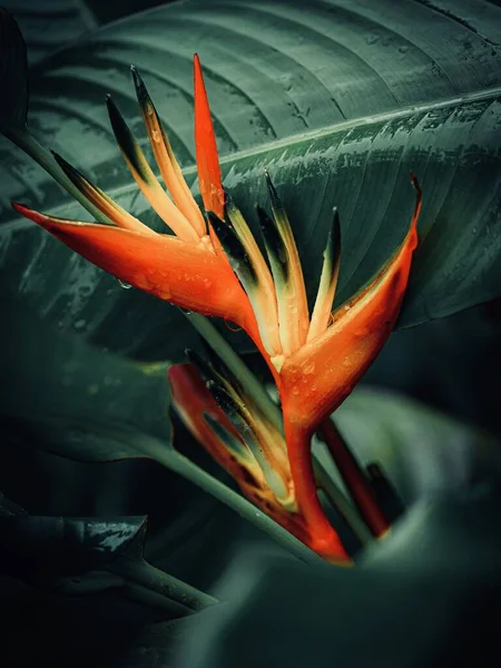 Menutup Dari Bunga Lily Indah Taman Tahiti Stok Lukisan  
