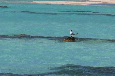 Denizdeki bir martı sürüsü.
