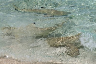 Mavi deniz, beyaz kum ve köpekbalıklarıyla güzel bir Tahiti plajı var. 