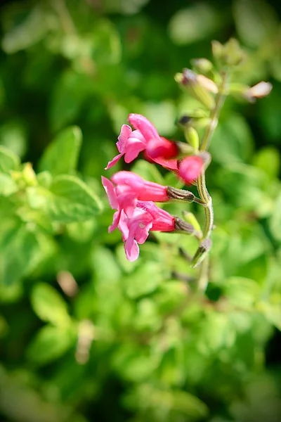 Krásná Růžová Růže Zahradě — Stock fotografie