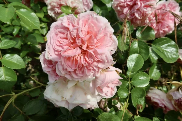 Close Pink Rose Bush — Stockfoto