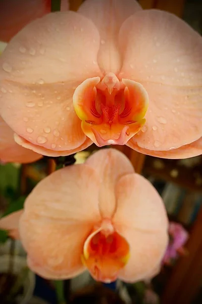 Beautiful Orchid Flower Tahitian Garden — Stockfoto