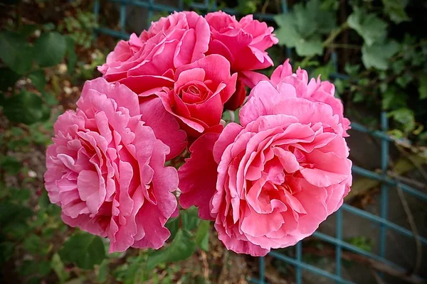 Beautiful Red Roses Garden Spring — Stockfoto