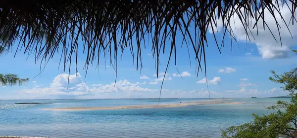 Güneşli bir günde palmiyeleri olan Tahiti adasında güzel bir sahil.