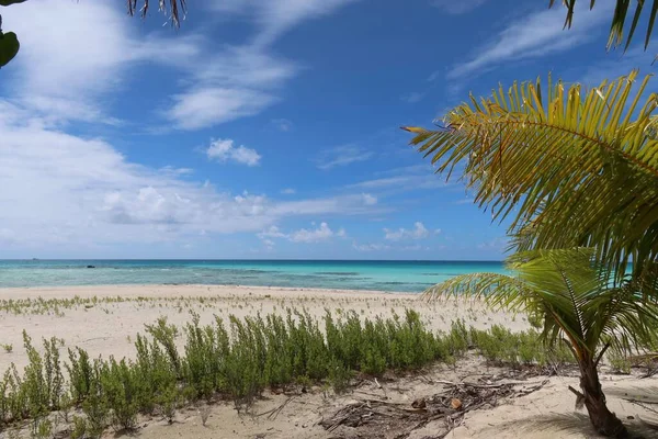 Tahiti adasında, palmiye ağaçları ve mavi gökyüzü olan güzel bir tropik plaj.