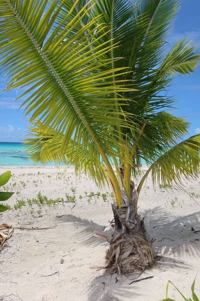 Beautiful Tropical Beach Tahitian Island Palm Trees Blue Sky — Photo