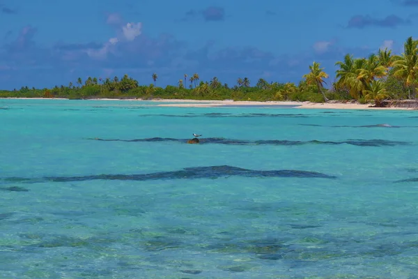 Hermosa Playa Tropical Con Cielo Azul Una Isla Tahitiana —  Fotos de Stock