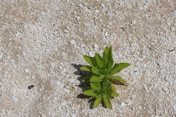 Green Plant Garden — Stock Photo, Image