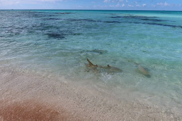 Mavi deniz, beyaz kum ve köpekbalıklarıyla güzel bir Tahiti plajı var. 
