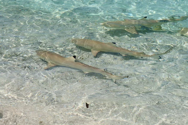 Bella Spiaggia Tropicale Tahitiana Con Mare Blu Sabbia Bianca Squali — Foto Stock