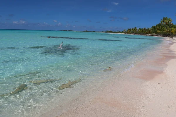 Hermosa Playa Tropical Tahití Con Mar Azul Arena Blanca Tiburones —  Fotos de Stock
