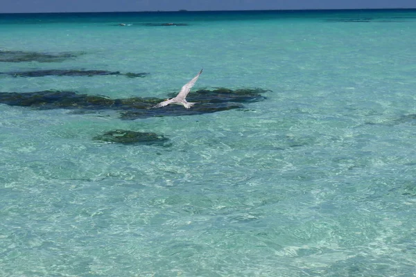 Denizde bir balık kuşu, kıyıda beyaz bir pelikan Tahiti adası, mavi gökyüzü
