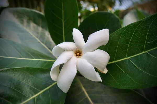 Зеленая Plumeria Tiare Tahiti Таитянском Саду — стоковое фото