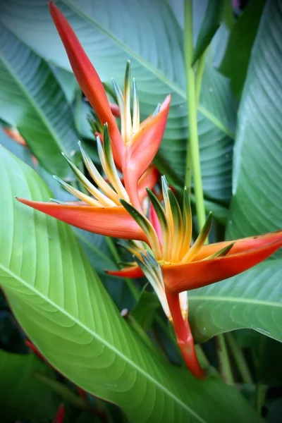 Fleurs Exotiques Tropicales Flore Feuillage Dans Jardin Tahitien — Photo