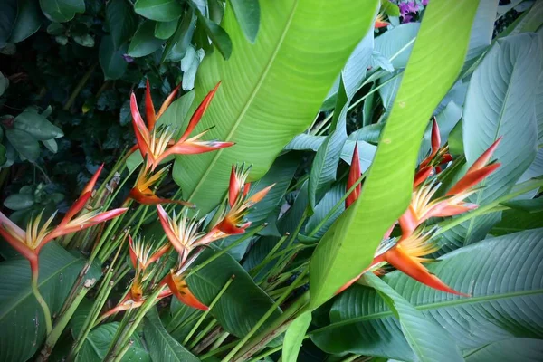 Flores Exóticas Tropicais Flora Folhagem Jardim Taitiano — Fotografia de Stock