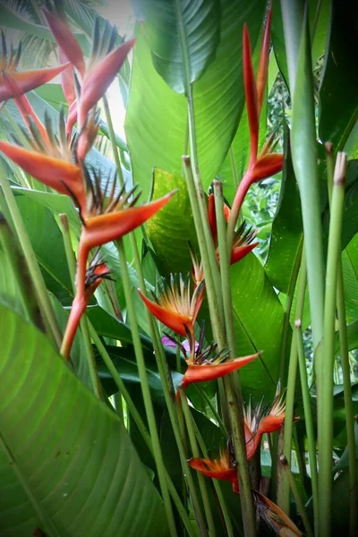 Tropical Exotic Flowers Flora Foliage Tahitian Garden —  Fotos de Stock
